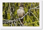 kuukkeli siberian jay 2317 * 1000 x 667 * (543KB)